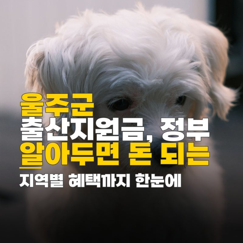 울주군 출산지원금, 정부 지원금과 지역별 혜택 확인 방법