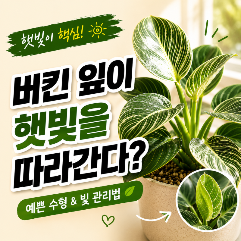 필로덴드론 버킨키우기-햇빛 따라가는 잎, 수형까지 예쁘게 만드는 빛 관리법