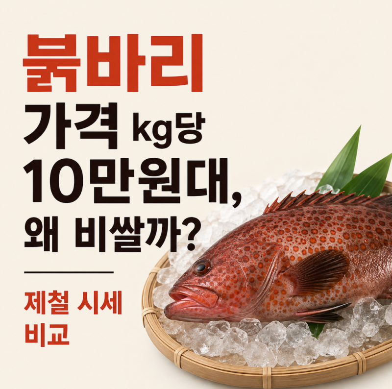 붉바리 가격 kg당 20만원대, 왜 비쌀까? 제철 시세와 맛 총정리