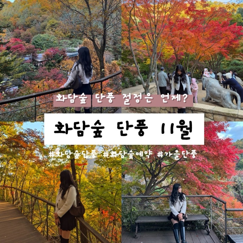 화담숲 예약 오픈 총정리 | 단풍 절정 시기 11월 초 방문 후기