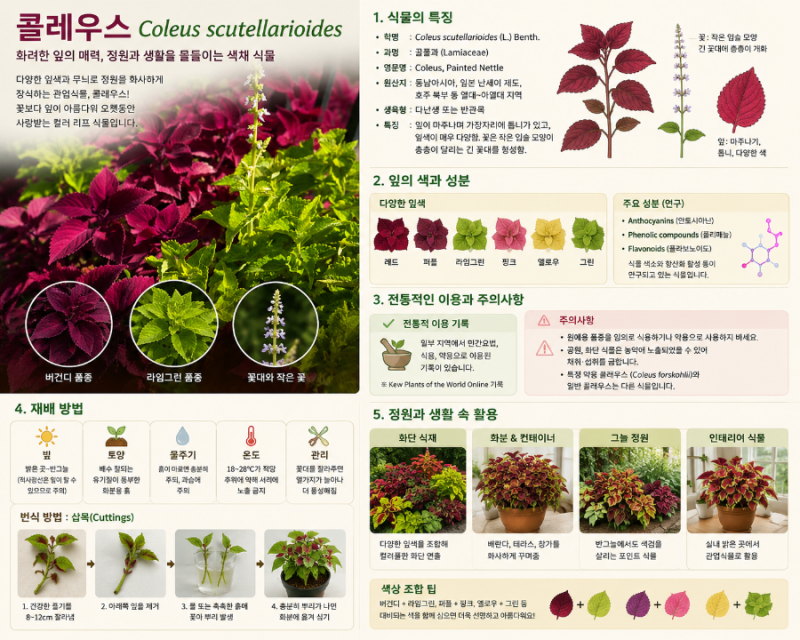 콜레우스 Coleus scutellarioides 완벽 가이드｜화려한 잎의 성분·효능 연구부터 재배와 정원 활용....