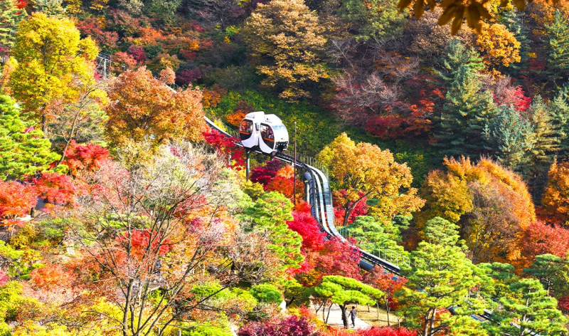 [경기 광주 화담숲] 단풍런 모노레일 예매 성공 비법 & 대기열 없이 입장하는 꿀팁 대방출