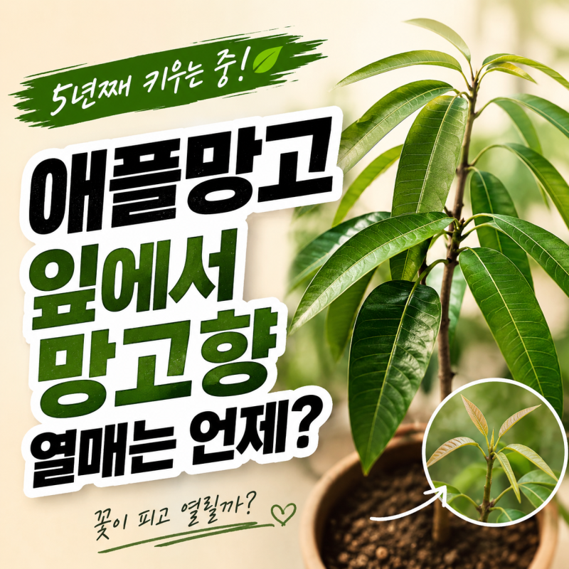 애플망고키우기-5년째, 잎에서는 망고 향이 나는데 열매는 언제 열릴까?