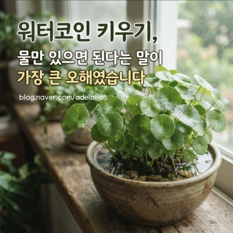 워터코인 키우기, 물만 있으면 된다는 말이 가장 큰 오해였습니다