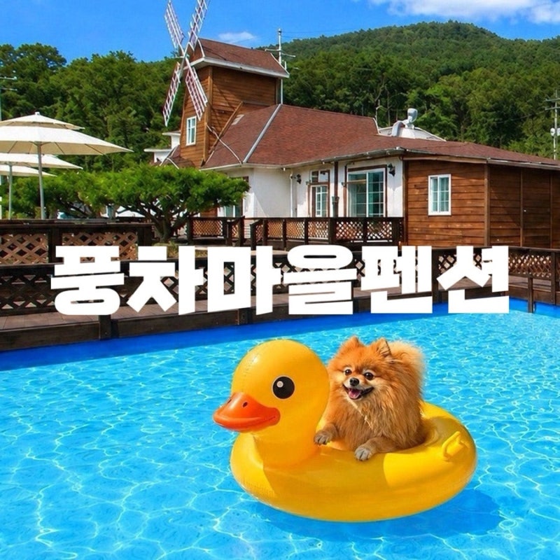 강화도애견펜션 강화도 수영장있는 애견동반펜션 석모도애견펜션 풍차마을펜션