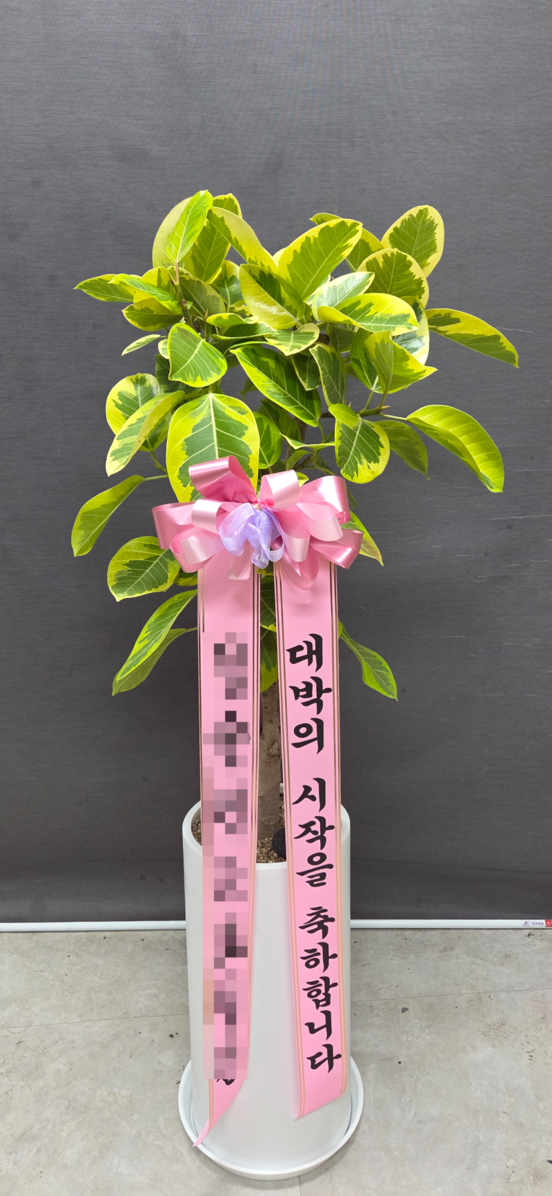 수원 개업화분 배송 후기, 고급스럽고 웅장한 뱅갈고무나무 선물