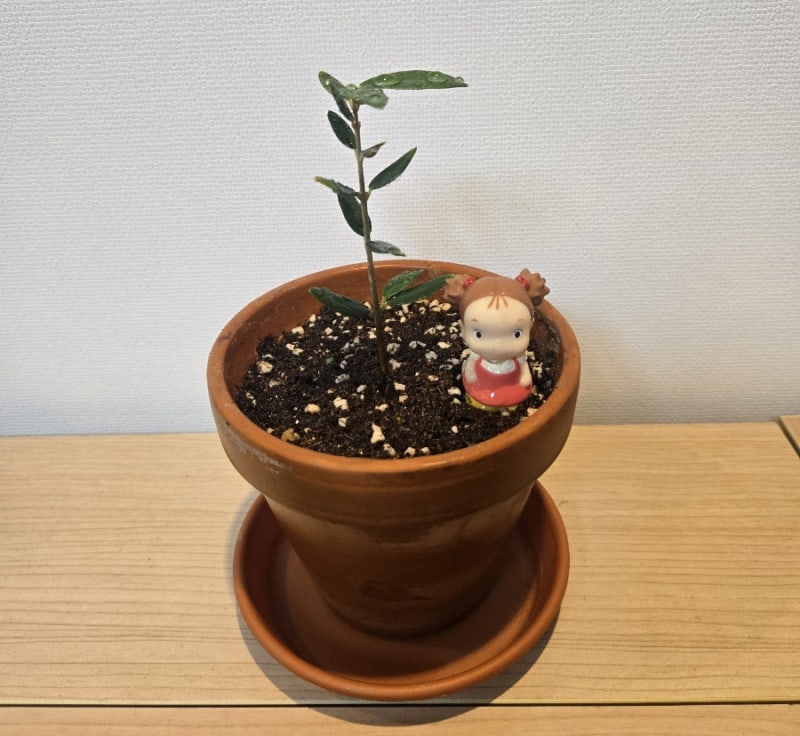 올리브나무 삽목 성공기 율마 화분 속에서 찾은 반전! (뿌리내리기 노하우)