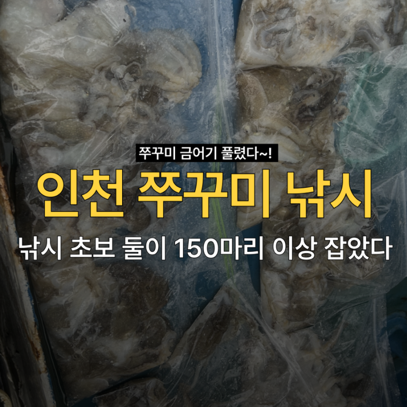 인천 쭈꾸미 배낚시 후기｜낚시 초보 둘이 150마리 이상 잡은 날 ｜쭈꾸미 금어기 풀렸다!