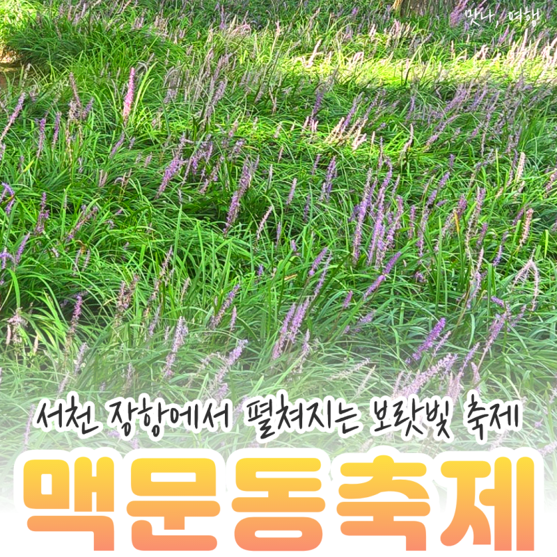 서천 장항 나들이 전 체크, 맥문동 축제 8.29 실시간 개화상황과 주차 정보