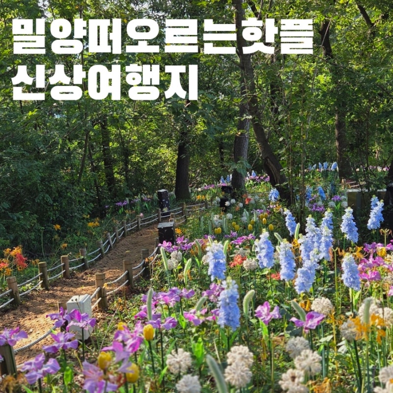 밀양 영남루 별빛정원 밀양읍성 새로운 상사화 명소 낮부터 해 질 녘 야경까지