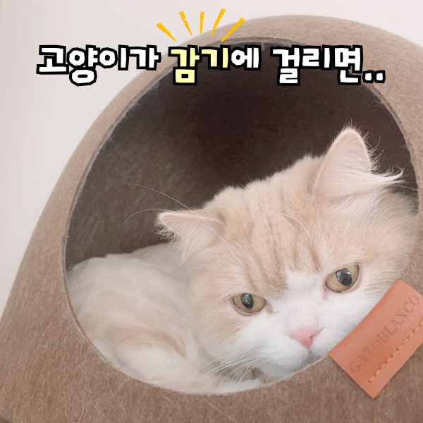 고양이 감기증상, 재채기 코막힘 시작됐다면 확인하세요