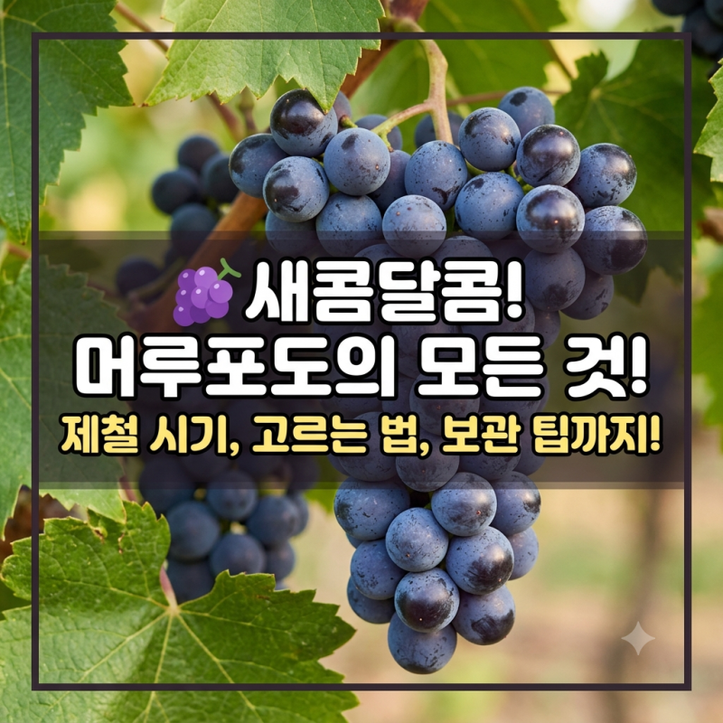가을의 진한 달콤함! 머루포도 제철, 효능, 보관법까지 완벽 가이드