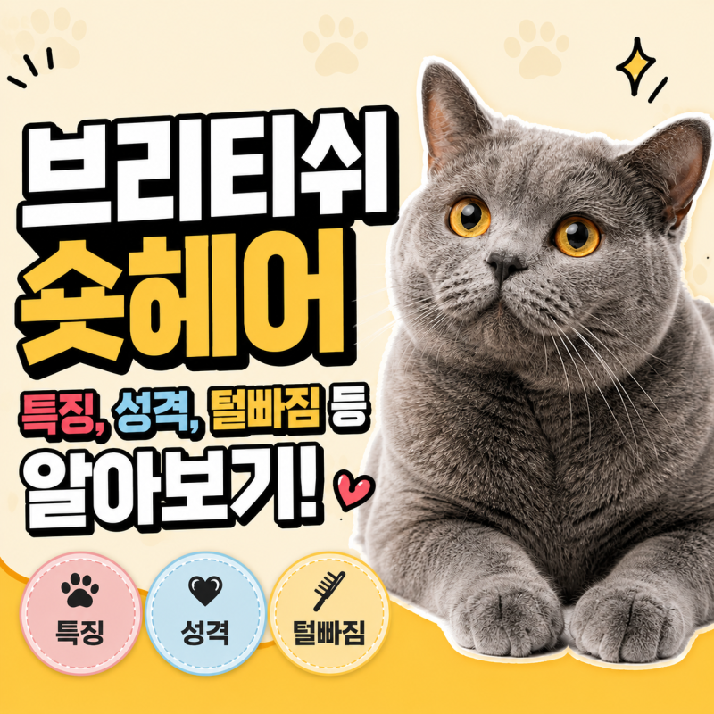 [똥글똥글] 브리티쉬 숏헤어 특징, 성격, 건강관리, 털빠짐 등 알아보기