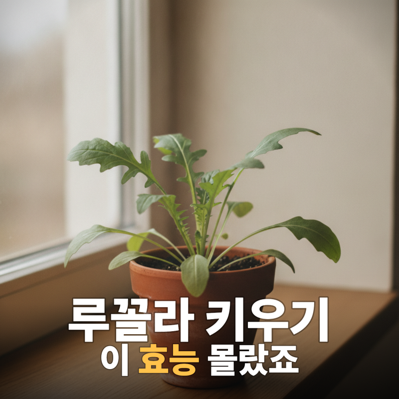 루꼴라 키우기(+재배방법,효능)