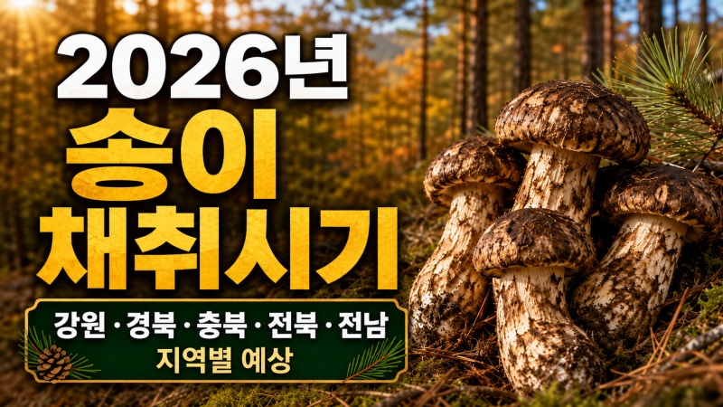 2026년 송이버섯 강원 경북 충북 전북 전남 지역별 예상시기와 송이 많이 나는 산 특징
