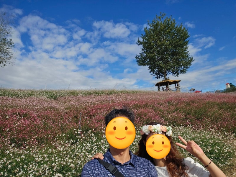철원 여행 추천, 고석정 꽃밭, 사진 찍기 좋은 가을 명소