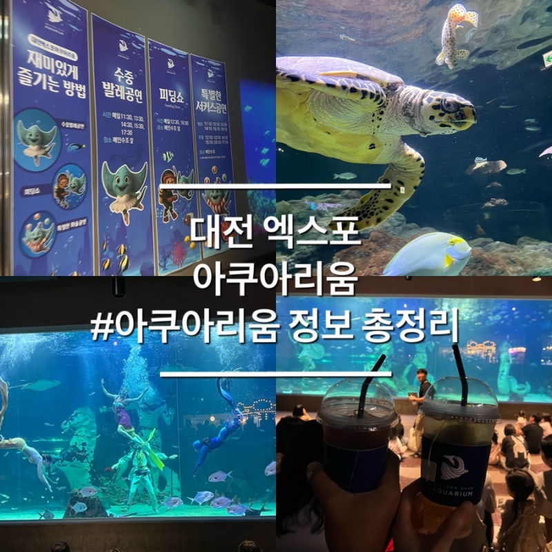 대전 가볼만한 곳 엑스포 아쿠아리움 주차꿀팁 공연일정 볼거리 총정리