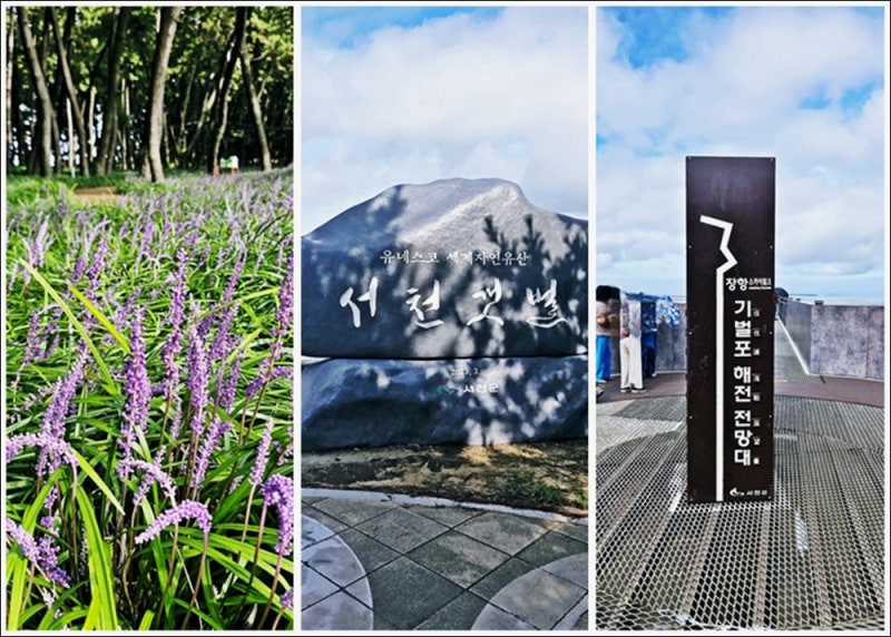 충남 서천 가볼만한곳 장항송림산림욕장 맥문동 꽃축제 스카이워크