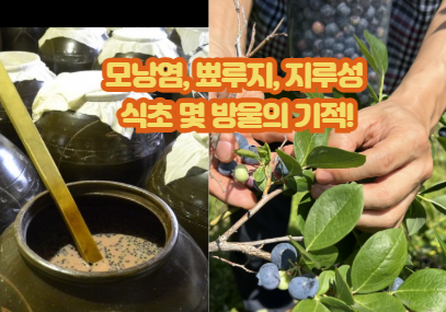 야생블루베리 천연발효식초 효능, 지루성 두피염 모낭염의 기적!