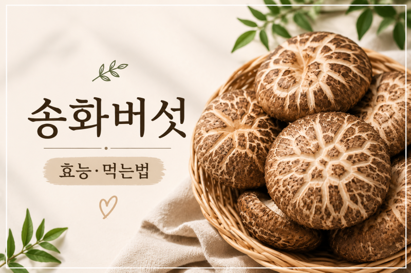 송화버섯 효능과 먹는법! 표고버섯과 차이부터 손질·보관법까지