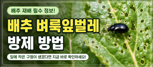 내 배추 좀 그만 파먹어! 배추 벼룩잎벌레 방제 방법