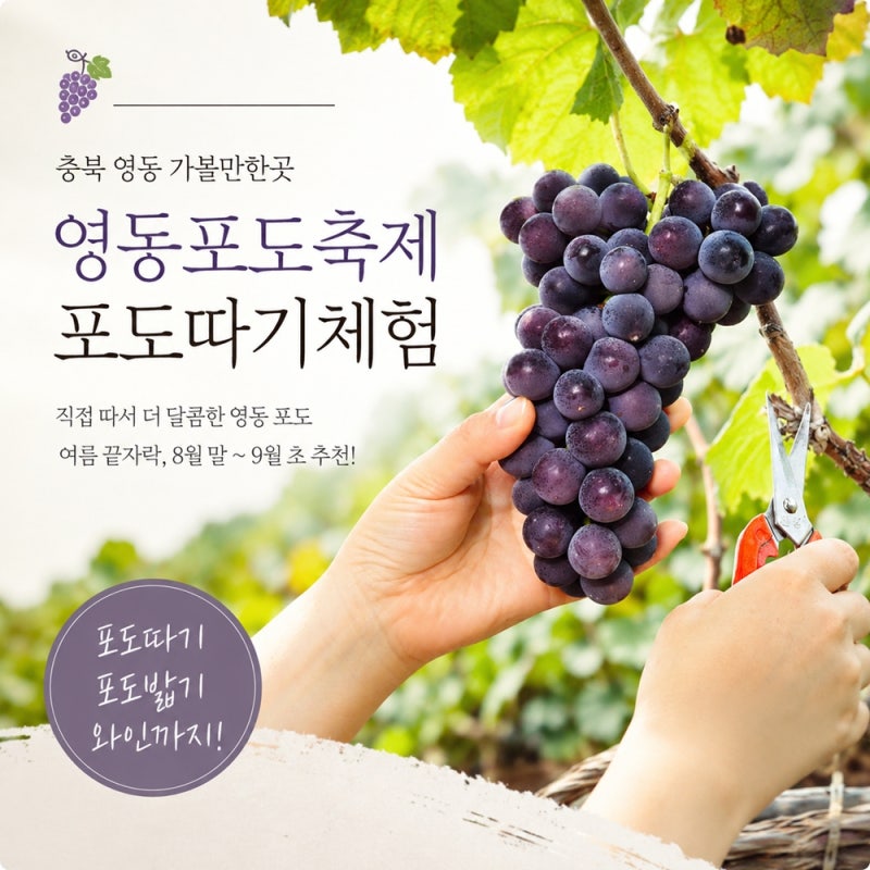 충북 여행지 영동 가볼만한곳, 영동포도축제 포도따기체험 직접 해보니