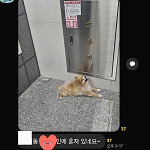 개물림 사고 일상생활배상책임보험 처리 후기｜과실 7:3, 배상금 539만원
