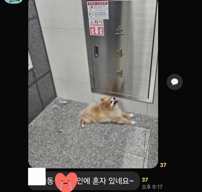 개물림 사고 일상생활배상책임보험 처리 후기｜과실 7:3, 배상금 539만원