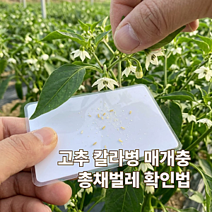 고추 칼라병 번지기 전 총채벌레 찾는 방법, 꽃 속 숨은 벌레 확인법