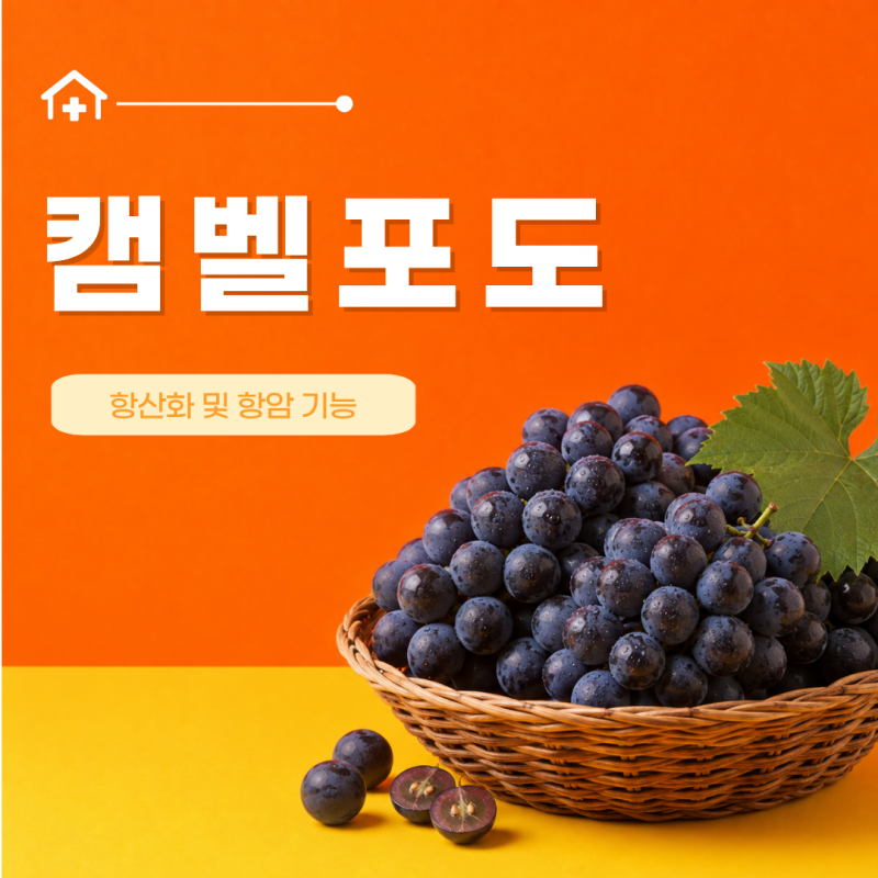 캠벨포도 뜻 효능 7가지 제철 칼로리 씨 보관법 씻는법