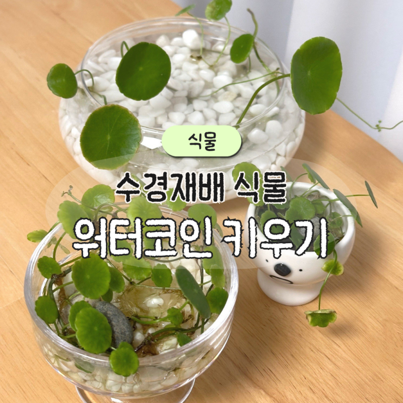 워터코인 키우기 수경재배 초보자도 키우기 쉬운 물주기 번식 방법