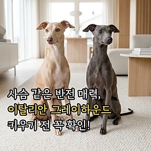 이탈리안 그레이하운드 분양가와 새끼 입양 팁, 수명·털빠짐부터 전용 옷과 목줄 총정리
