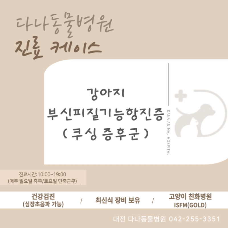 강아지 부신피질기능항진증 (쿠싱증후군) ㅣ 대전 다나동물병원