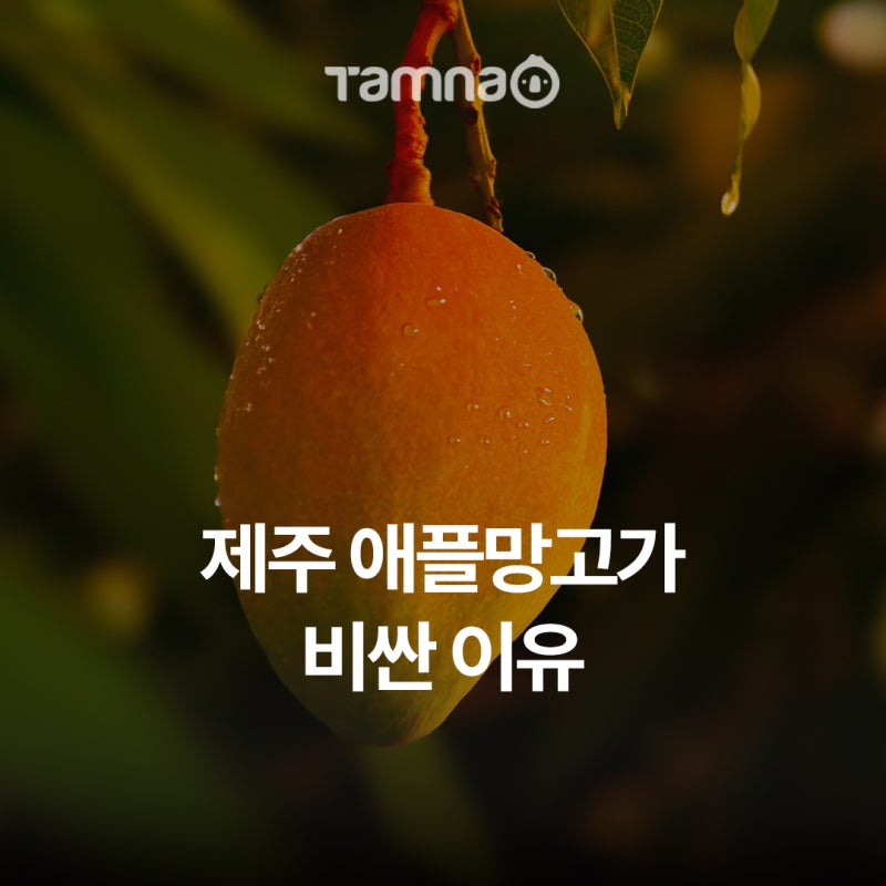 제주 애플망고는 왜 비쌀까? 산지 직송 저렴하게 구입하는 방법
