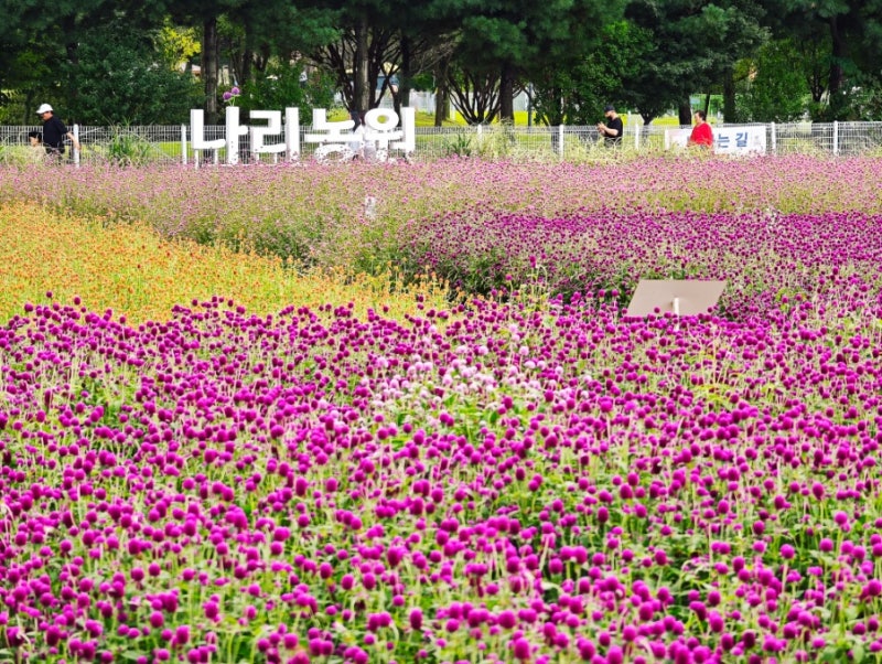 나리농원 천만송이 천일홍 축제 양주 가을여행으로 가볼만한 곳