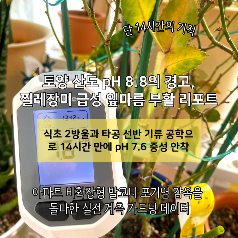 [화분 물주기] 토양 산도 pH 8.8의 경고: 비확장형 발코니 찔레장미를 살려낸 야간 중화 관수와....