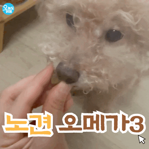 바이오핏 오메가3 후기 ㅣ 12살 노견 푸들도 간식처럼 잘 먹는 강아지 영양제
