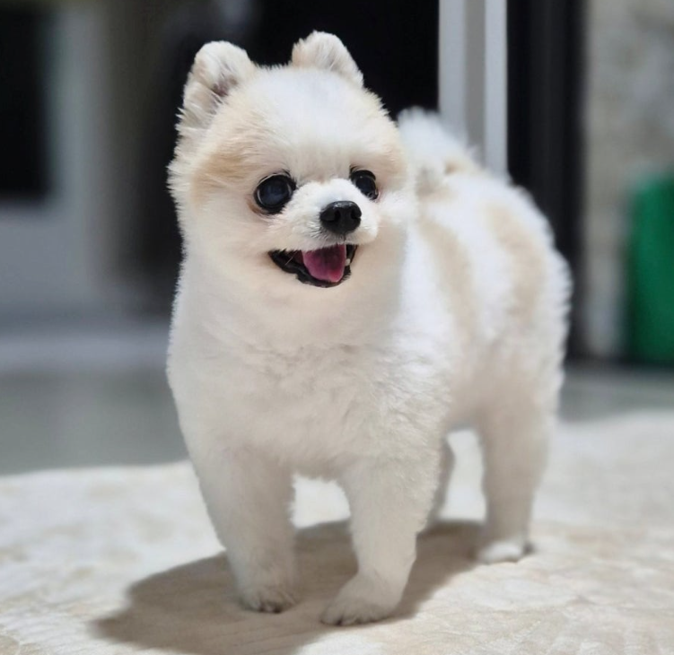 강아지 구토 원인, 토 색깔과 횟수로 확인해야 할 것