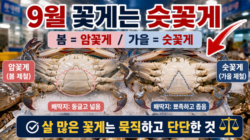 9월 꽃게는 암꽃게보다 숫꽃게? 제철·고르는 법 총정리