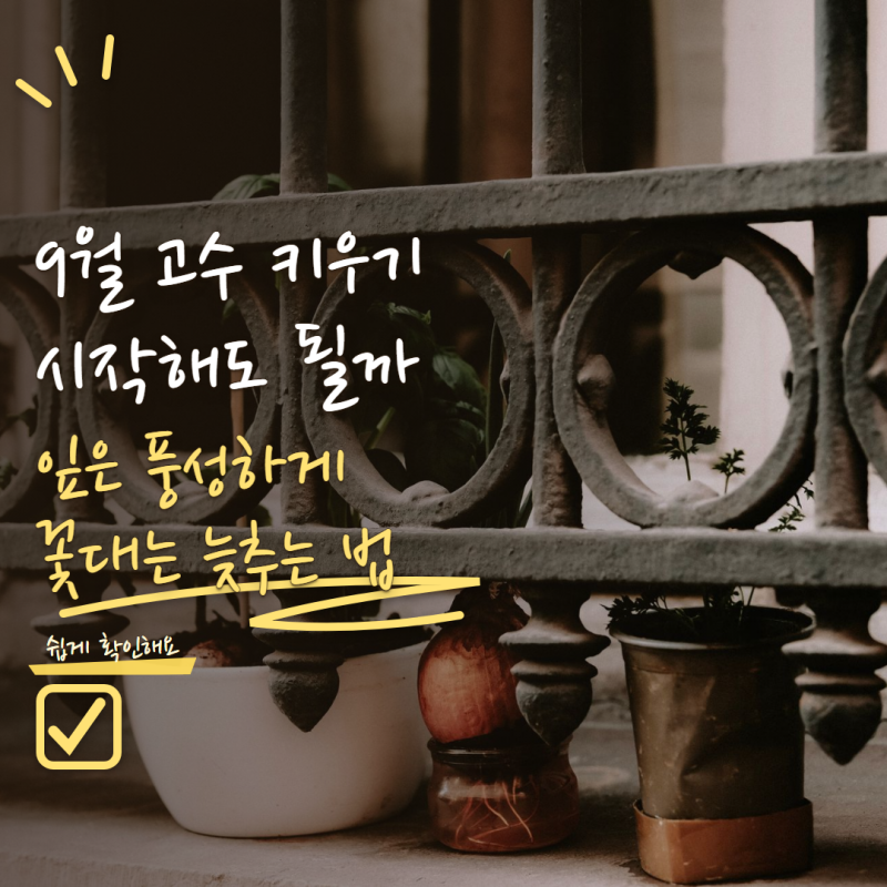 고수 키우기 9월에 시작해도 될까? 꽃대 늦추고 잎 많이 수확하는 법 5가지