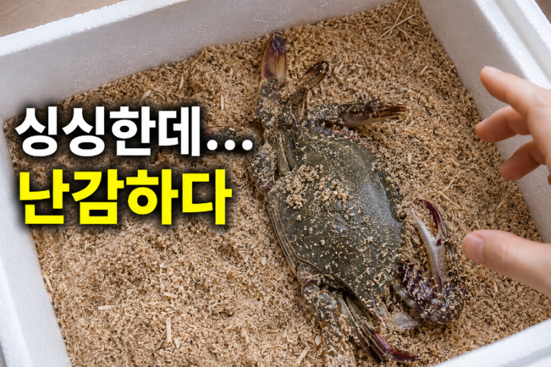 톱밥꽃게 손질법, 살아서 도착했다면 바로 손대지 마세요