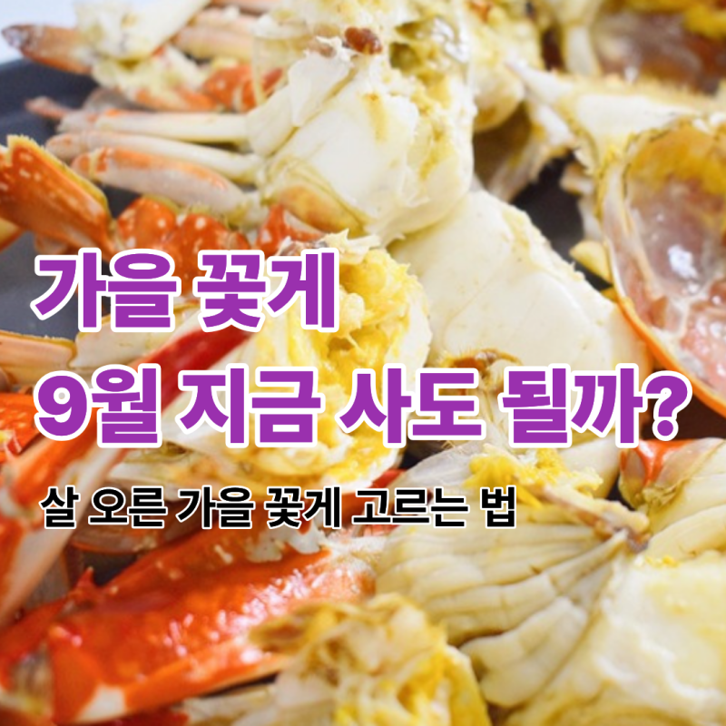 9월 초 꽃게 지금 사도 될까? 가을 꽃게 제철 시기와 고르는 법 살 찬 시기 활꽃게 절단꽃게 ....