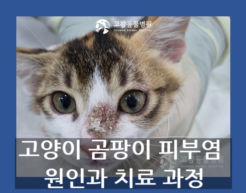 고양이 곰팡이 피부사상균증,말라세지아 피부염 원인과 치료 과정