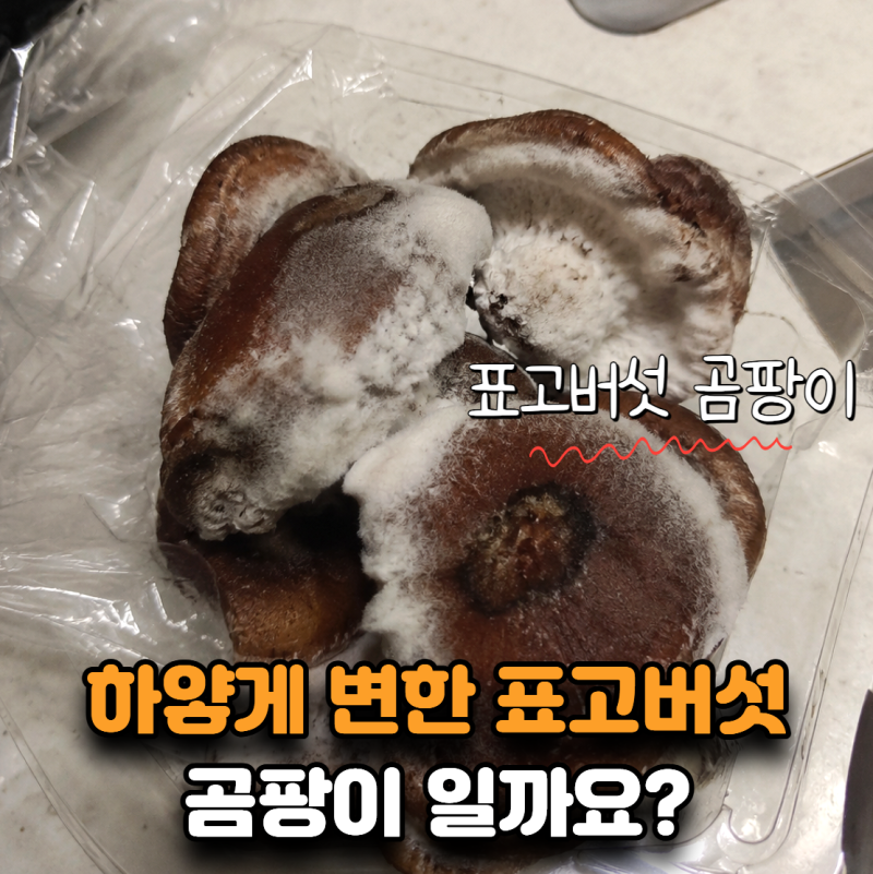 “비닐째 냉장고에 넣어뒀는데…” 하얗게 변한 표고버섯, 곰팡이일까?