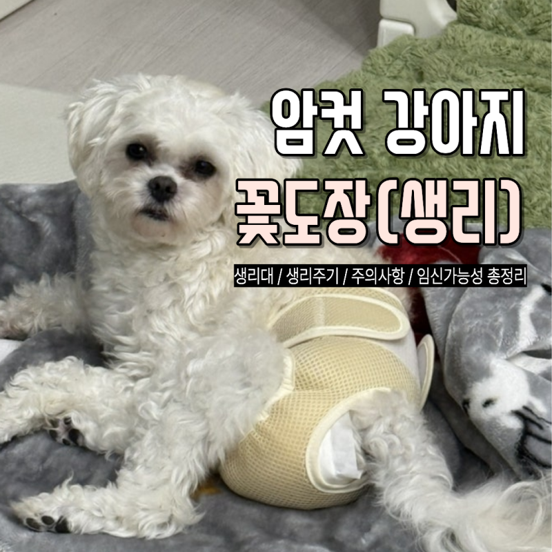 강아지 생리 보호자가 알아야 할 것, 기간부터 주의사항까지