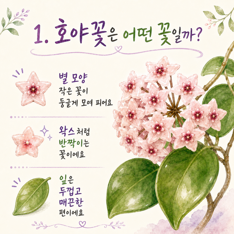 호야꽃 피워진 이유, 꽃이 잘 안 필때 극복과 직접 키워본 이야기
