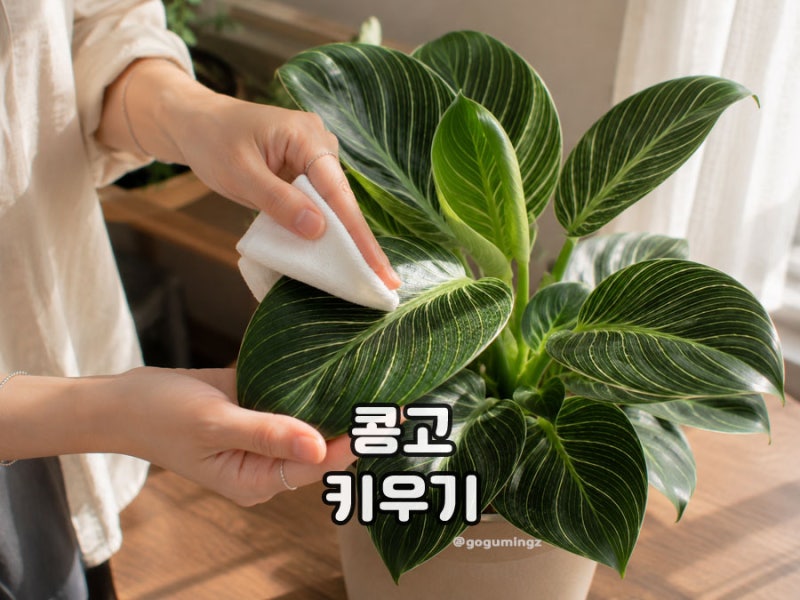필로덴드론버킨 콩고키우기 잎 관리 분갈이 번식 방법