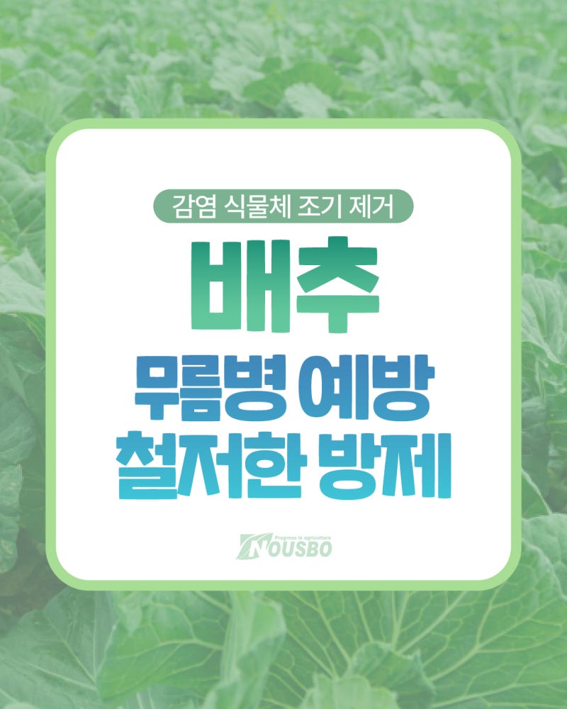 가을 배추 농사의 적, '배추 무름병' 증상 및 예방법