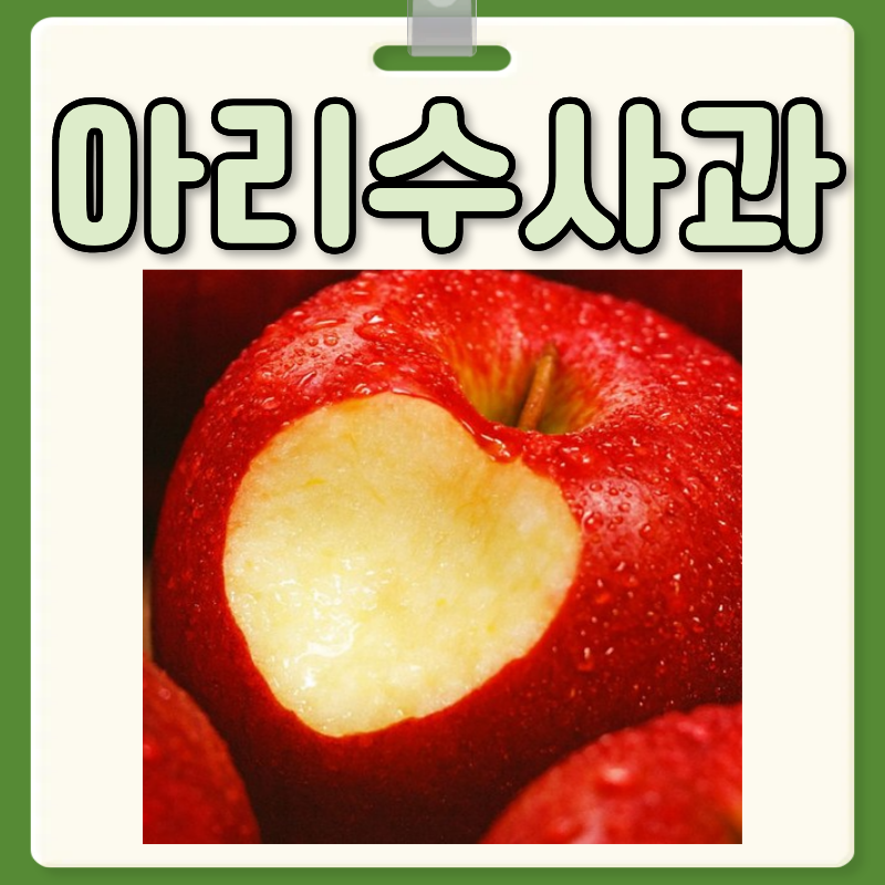 아리수사과 수확시기 가격 아리수사과 맛 특징