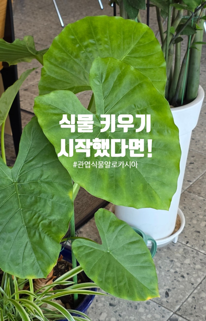 알로카시아 키우기, 실내 공기정화 관엽식물 물주기 분갈이 방법